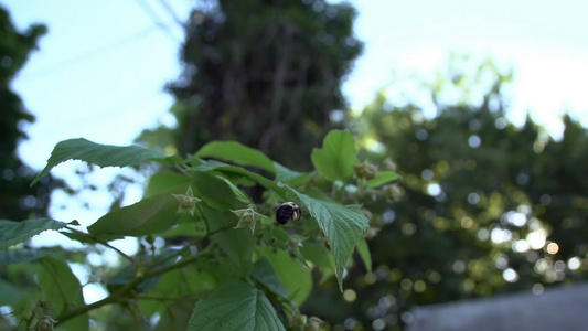 蜜蜂在树梢上采蜜视频
