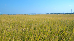 4k风吹动的水稻田12秒视频