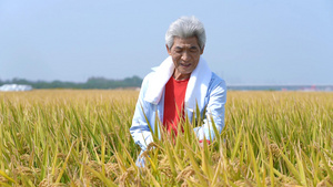 4k农民在田里看水稻植物长势17秒视频
