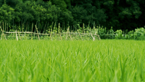 4k视频稻田秧苗在微风中茁壮成长24秒视频