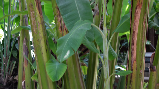 香蕉树芭蕉树视频