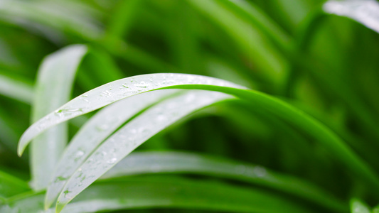 夏天雨中雨滴落到草叶上水珠绿叶特写视频