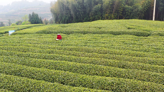 4K航拍福鼎山上白茶茶园合集视频