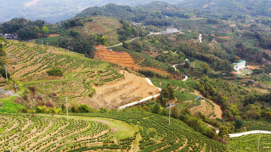 4K航拍福鼎山上白茶茶园合集视频