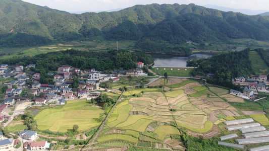 秋收乡村田园金黄稻谷农业种植基地航拍视频