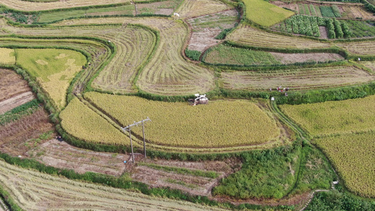 秋收乡村田园金黄稻谷农业种植基地航拍视频