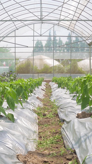 农业种植科学种植大棚培育有机蔬菜种植基地20秒视频