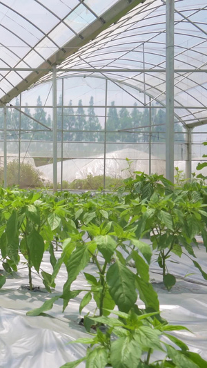 农业种植科学种植大棚培育有机蔬菜种植基地20秒视频