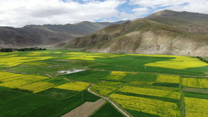 西藏日喀则地区油菜花盛开航拍视频52秒视频