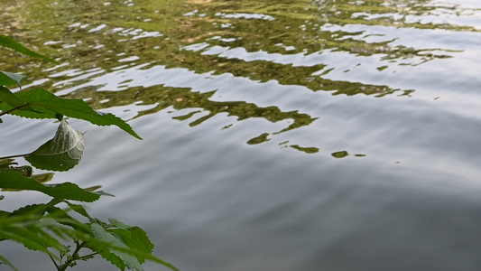 风吹动湖面视频