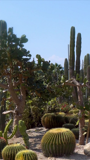 厦门植物园沙生植物区仙人掌17秒视频
