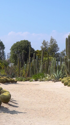 厦门植物园沙生植物区4A景点17秒视频