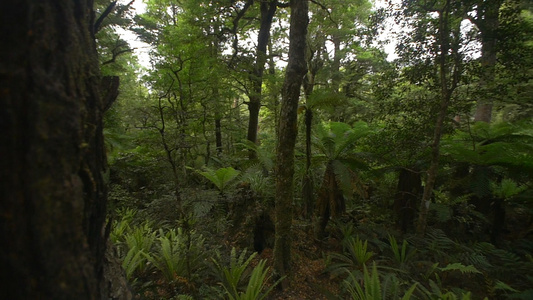 森林树林穿梭视频