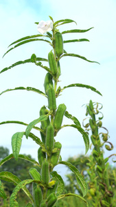 农村种植芝麻作物4k视频有机芝麻视频