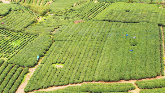 4K航拍福鼎山上白茶茶园合集视频