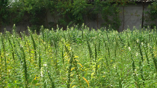 农村种植芝麻作物4k视频有机芝麻视频