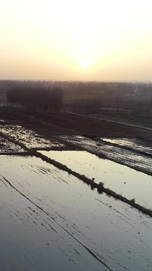 夕阳下的水田农业航拍冬小麦44秒视频