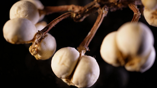 小白豆装饰种子植物标本视频