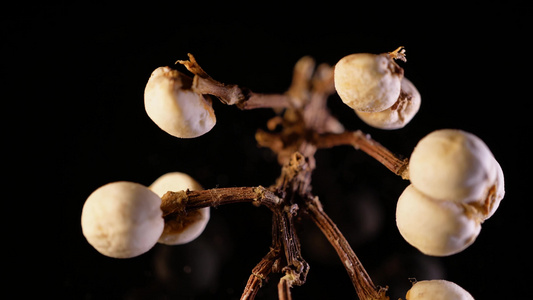 小白豆装饰种子植物标本视频