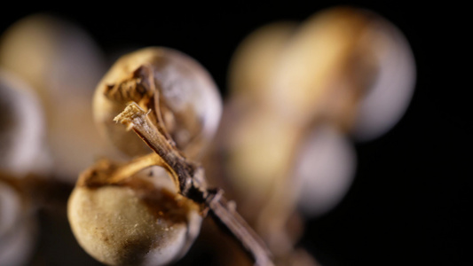 小白豆装饰种子植物标本视频