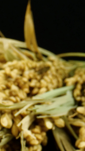 稻穗大米水稻粮食l老蛙13秒视频