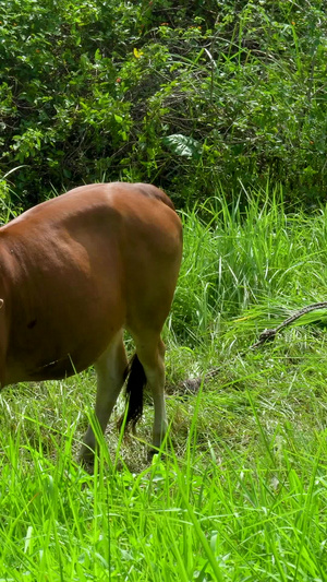 农村景物正在吃草黄牛52秒视频