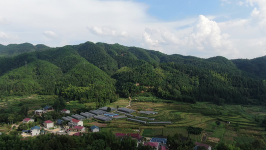 美丽乡村农业种植金黄稻田航拍视频视频