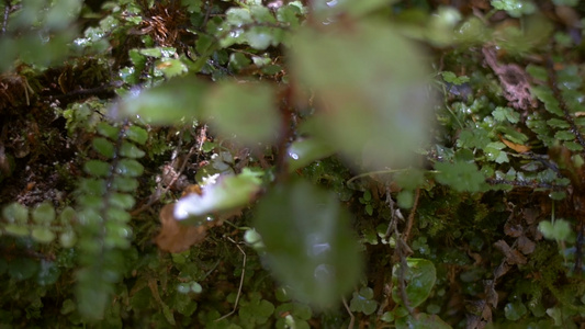 森林树林里的湿漉漉野草视频