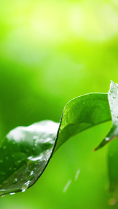 雨水水滴打在绿叶雨水节气视频