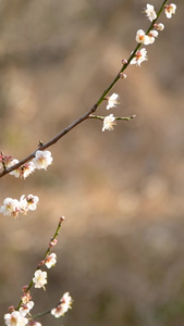 梅花中国十大名花视频