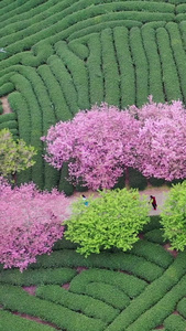 福建漳平永福樱花园航拍视频春茶节视频