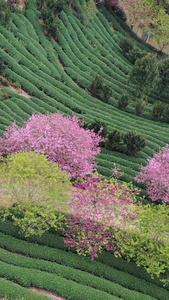 福建漳平永福樱花园航拍视频春茶节视频