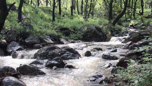 实拍森林山泉水 溪水 河流视频