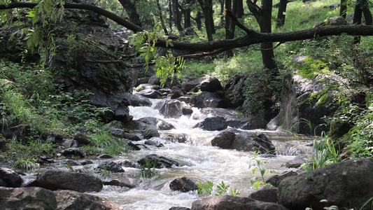 实拍森林山泉水 溪水 河流视频