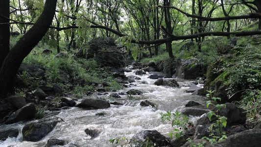 实拍森林山泉水 溪水 河流视频