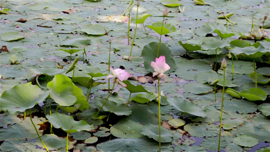 在一个湿地的池塘水表层上绿莲水百合花水生植物有机体视频