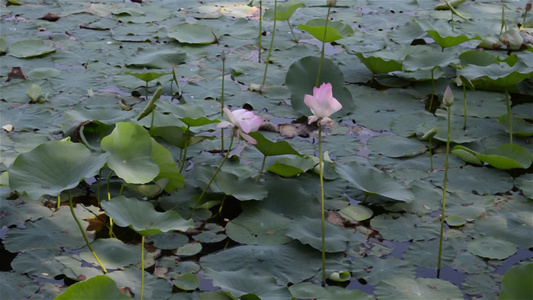 在一个湿地的池塘水表层上绿莲水百合花水生植物有机体视频