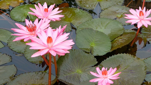 从绿叶上方粉红色的花朵漂浮在宁静的水中这是佛教宗教16秒视频