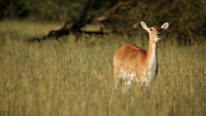 草原上的红羚羊17秒视频