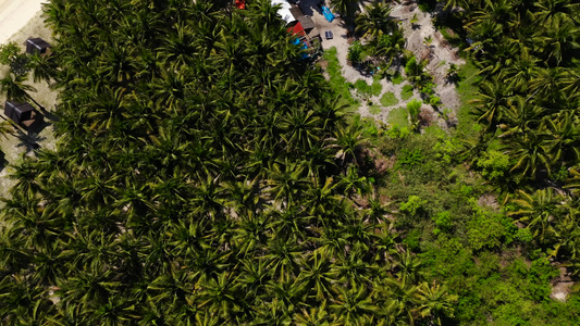 热带岛屿顶端是棕榈树和绿绿水视频