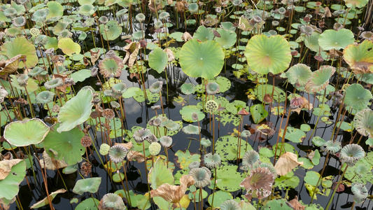 从上面绿色黄色的荷叶在高大的茎和阴暗的水中的种子湖泊视频