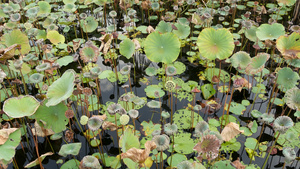 夏日荷花池残荷16秒视频