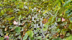 夏日荷花池残荷21秒视频