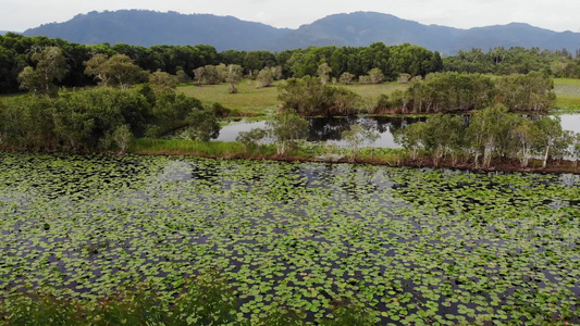 莲花叶漂浮在宁静湖表面位于泰国高山Samui天堂岛视频