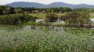 莲花叶漂浮在宁静湖表面9秒视频