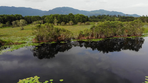 莲花叶漂浮在宁静湖表面位于泰国高山Samui天堂岛20秒视频