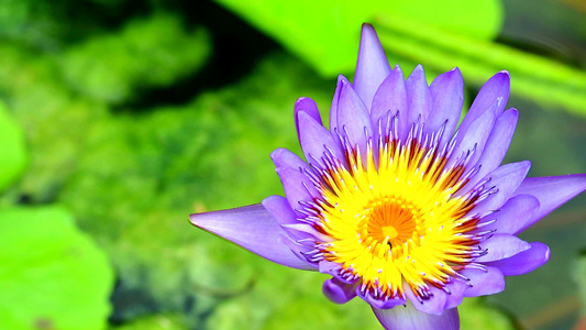 莲花有紫色的花瓣在池塘中盛开视频