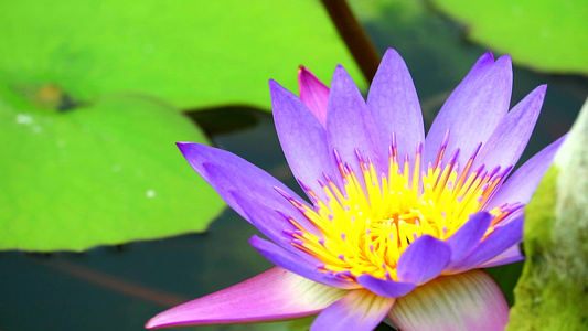 莲花有紫粉色花瓣颜色绿垫在池塘中开花视频