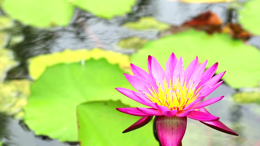 莲花有粉红色的花瓣颜色在池塘中开花蜜蜂飞向花朵视频