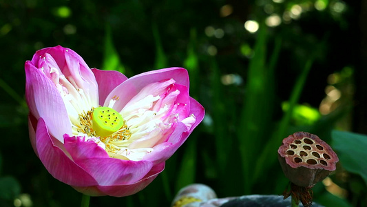 花朵在花园开花和干枝露花1视频